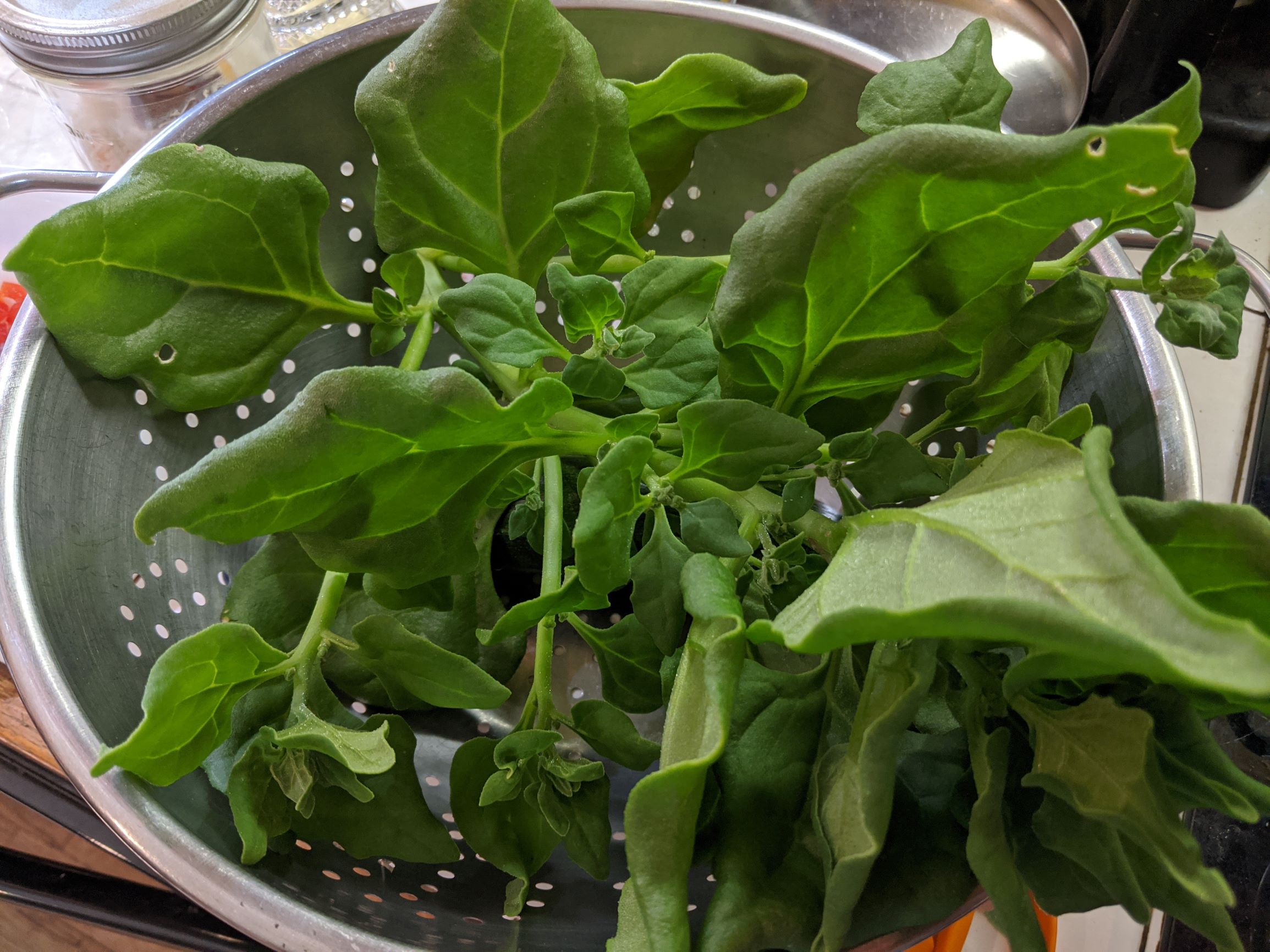 New Zealand Spinach 4mp Poudre River Stables   New Zealand Spinach 4mp 